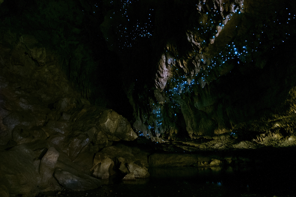 Glowworm Caves 